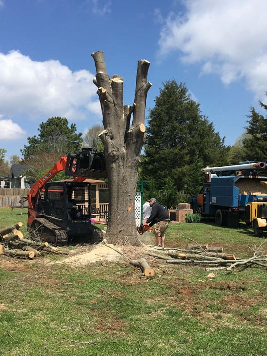 Carolina Tree Works Rock Hill SC Tree Removal